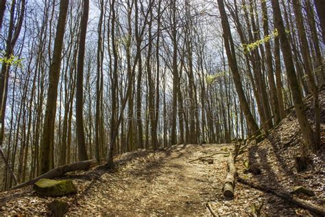 Spring Forest Hiking Trail Rheinsteig In Siebengebirge Stock Photo