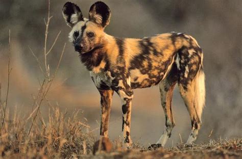 The scientific names of species are italicized. African Wild Dog - Natural History on the Net