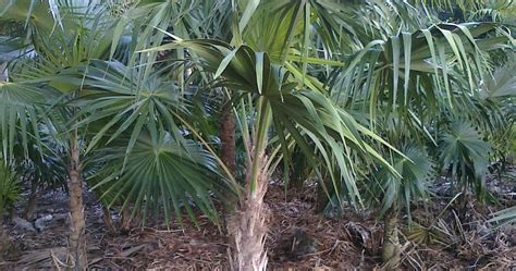 A Quality Plant Florida Thatch Palm Florida Native Palms Wholesale