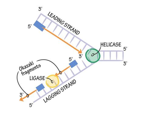 How To Draw Dna Replication Diagram Calming Log Book Stills Gallery