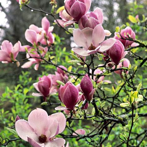 The smallest crabapples are the most useful of all flowering crabapples because they fit in almost any decent space. Because every home should have a flowering specimen tree ...