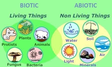 Abiotic Vs Biotic EdTech Methods