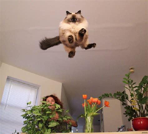 28 Perfectly Timed Cat Photos Make Us Love Our Pets Even More Funny