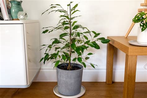 Weeping Fig Ficus Care And Growing Guide