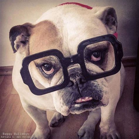 We breed olde english bulldogges and akc english bulldogs. They say Glasses make you look Smart 🤓 | Bulldog rescue ...
