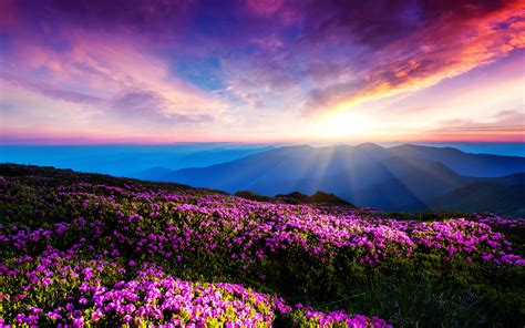 Purple Flowers Sky Clouds Sunset Rays Mountains