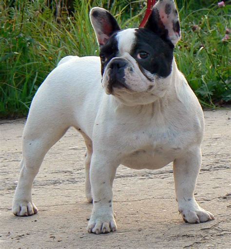 The french bulldog is small but has a big following, thanks in part to its sweet, playful, and adaptable personality. บล็อกคนรักหมา: น้องหมาพันธุ์เฟรนช์ บลูด็อก (french bulldog)