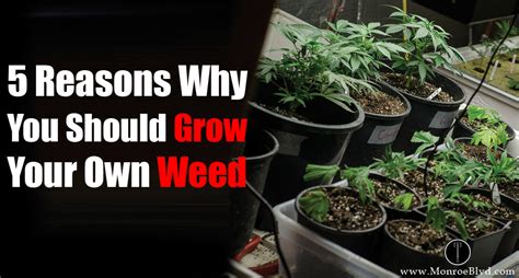 Is It Worth Growing Your Own Weed Here Are 5 Reasons That You Should