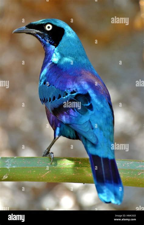 The Superb Starling Lamprotornis Is An Iridescent Blue Bird Which