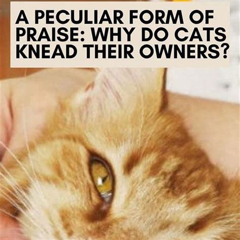 Why Do Cats Knead On Their Owners Diy Seattle