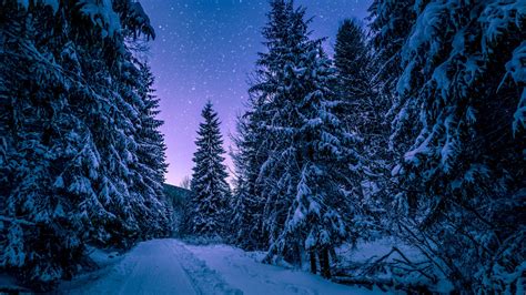 Download Wallpaper 1920x1080 Winter Night Road Though Trees Full Hd