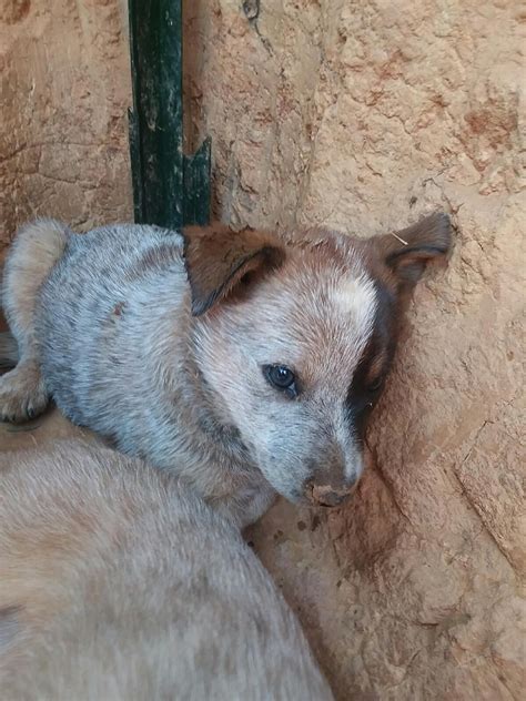At this point, you are basically preventing your pet from having accidents rather than expecting him to ask to go out take your pup out at the first sign he needs a bathroom break. Maui 6 weeks old Red Heeler | Australian cattle dog puppy ...