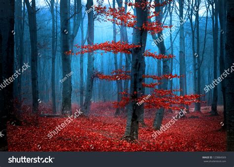 Foggy Day Into Forest During Autumn Stock Photo 123884569 Shutterstock