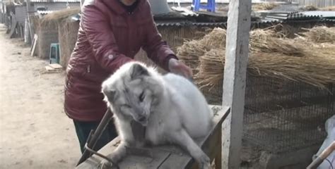 Sign A Petition Stop Burning And Skinning Cats And Dogs Alive In China