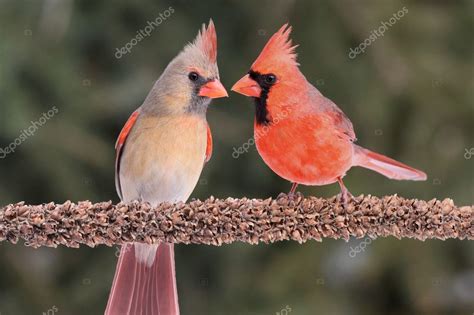 Pair Of Northern Cardinals — Stock Photo © Stevebyland 7916136