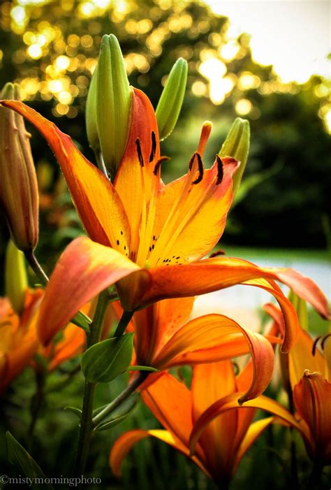 Mistymorningphoto — Sunset Lilies By Mistymorningphoto Day Lilies