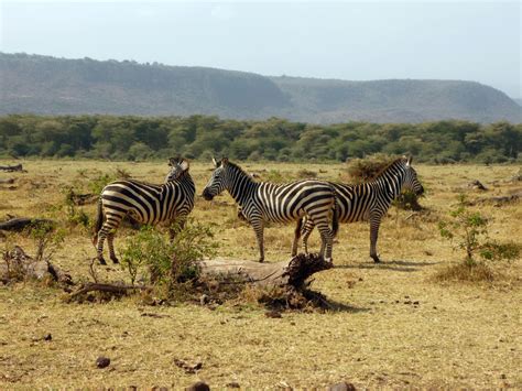 Fotos Gratis Pradera Aventuras Fauna Silvestre Manada África