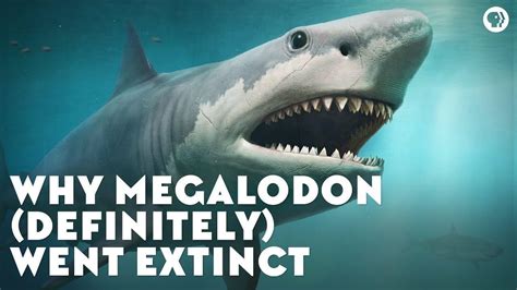 Megalodon Prehistoric Megalodon Shark Was A Mammoth 60 Feet Long And