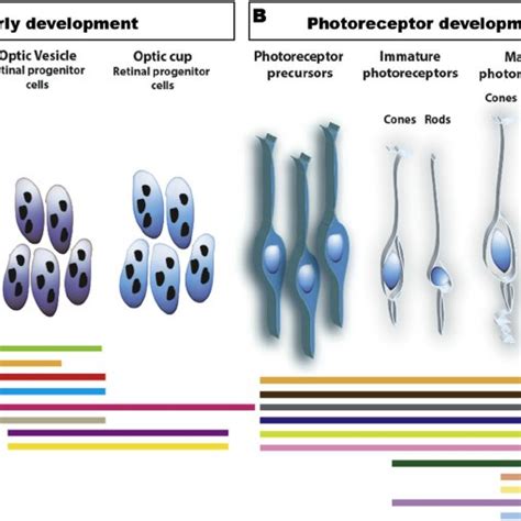 Transcriptional Control Of Photoreceptor Development A Schematic