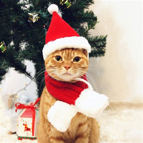 Petleso Cat Santa Hat With Scarf Christmas Hats For Cats