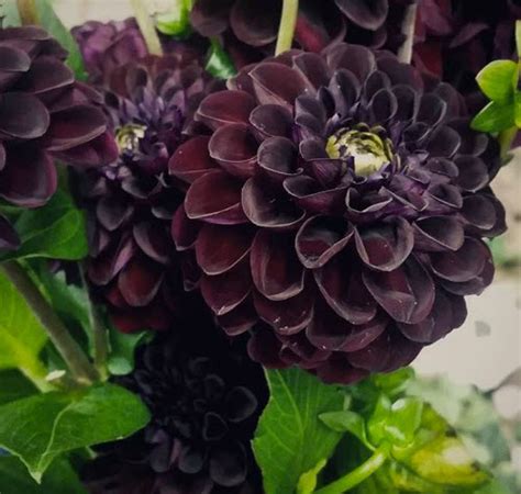 21 Types Of Black Flowers With Pictures Urbanarm