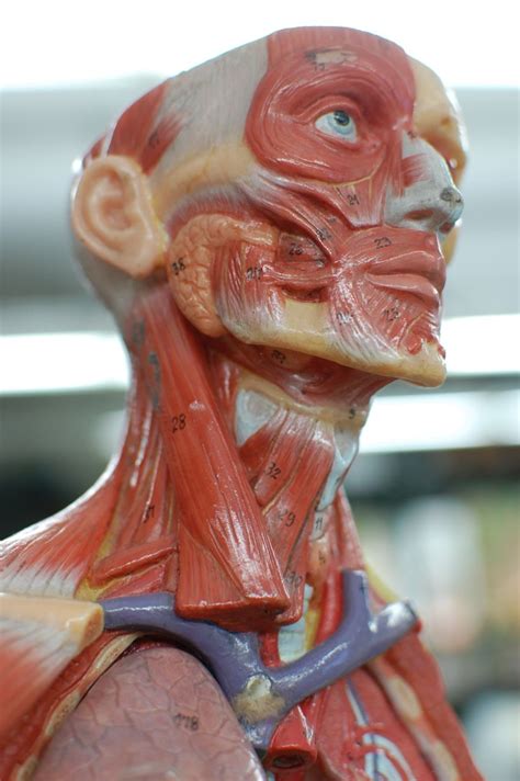 Human Anatomy Lab Muscles Of The Head And Neck
