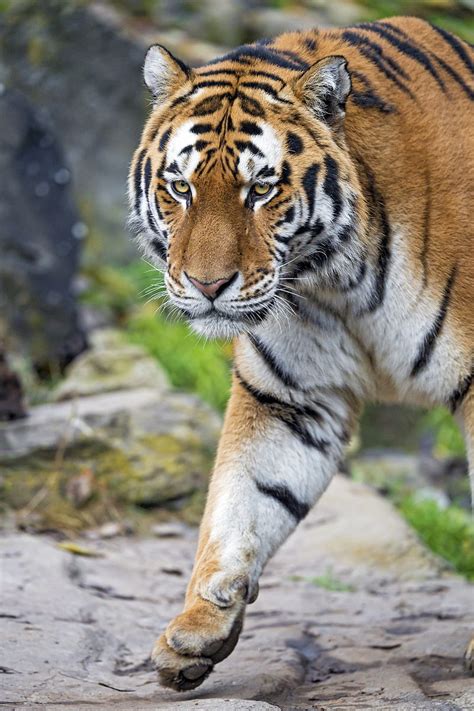 Tigre gato grande hocico depredador Fondo de pantalla de teléfono