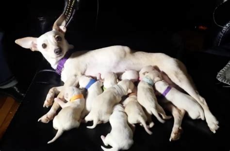 Chihuahua puppy care guide for new owners. Chihuahua May Break World Record With Birth of 11 Puppies ...