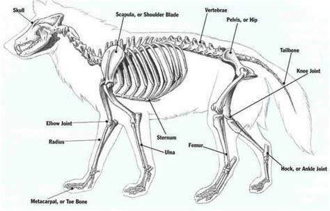 Placing weight on the broken limb will not only increase the amount of pain your dog. Pin by Mairi Hobden on Canines | Pinterest | Wolves, Skeletons and Search