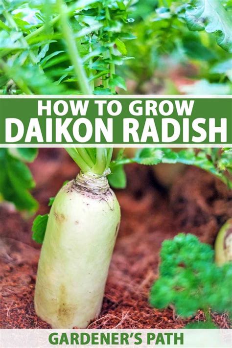 How To Plant And Grow Daikon Add Some Zing To Your Garden
