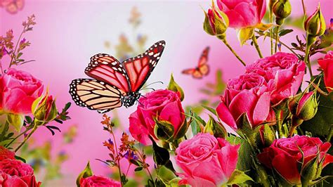 hd pink butterflies wallpaper