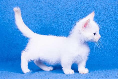 Munchkin Cats For Sale Chicago IL 288534 Petzlover