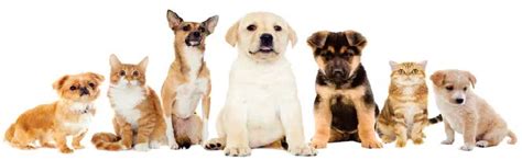 We're available to provide your pet with the care they need when unexpected injuries or illnesses occur. Urgent Care in Clarksburg, MD | Bennett Creek Animal ...