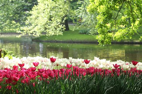 Keukenhof Gardens Picture By Awinibhat For Beautiful Photography