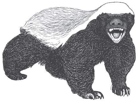 Honey Badger Sketch At Explore Collection Of Honey