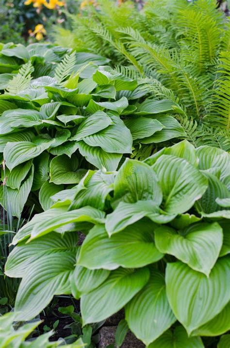 Green Bush Of Hosta And Fern In Summer Stock Image Image Of Garden