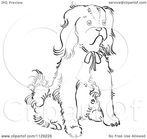 Cavalier King Charles Spaniel Coloring Pages At Free