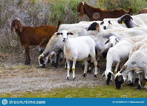 Goats Walk In Village Breeding Of Domestic Animals Industrial Animal