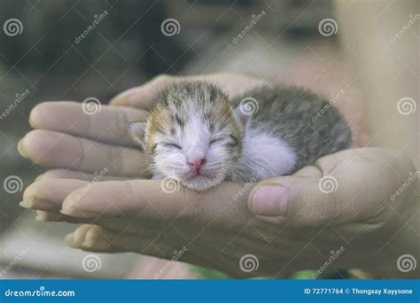 Sweet Kitten Taking A Nap Cat Lovely Baby On The Hand Stock Photo