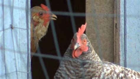 Cdc Backyard Chickens Lead To Salmonella Outbreak Wham