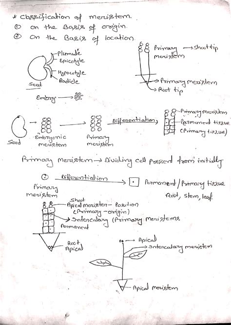 Anatomy Of Flowering Plants Notes Studypur