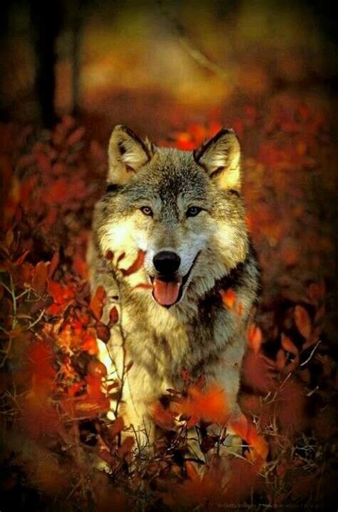 Pin By Fosterginger On Animais Wolf Photos Wolf Dog Beautiful Wolves