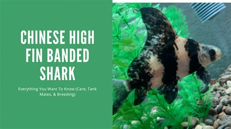 Everything You Need To Know About The Chinese High Fin Banded Shark