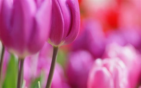 Flowers Tulips Spring Hd Desktop Wallpapers 4k Hd