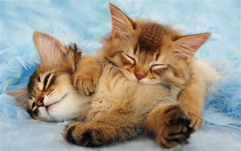 Somali Cats A Complete Guide From The Happy Cat Site