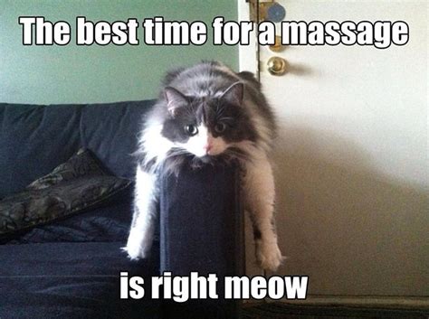 19 Cute And Funny Massage Memes With Cats Full Body Massage