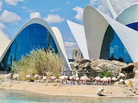 What To Expect At The Bioparc And Aquarium In Valencia