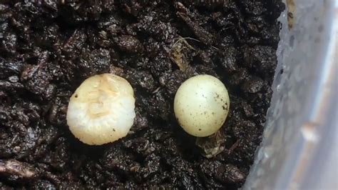 Beetle Egg Turned To Larvae Time Lapse Youtube