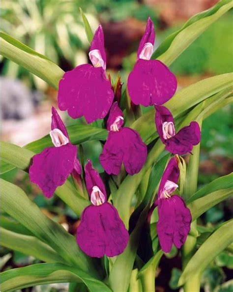 Ginger Orquídea Roxa Planta Muito Original Com Grandes Flores