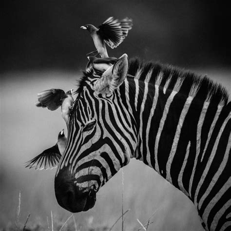Laurent Baheux Complicity Zebra And Birds Kenya 2014 900 X 900